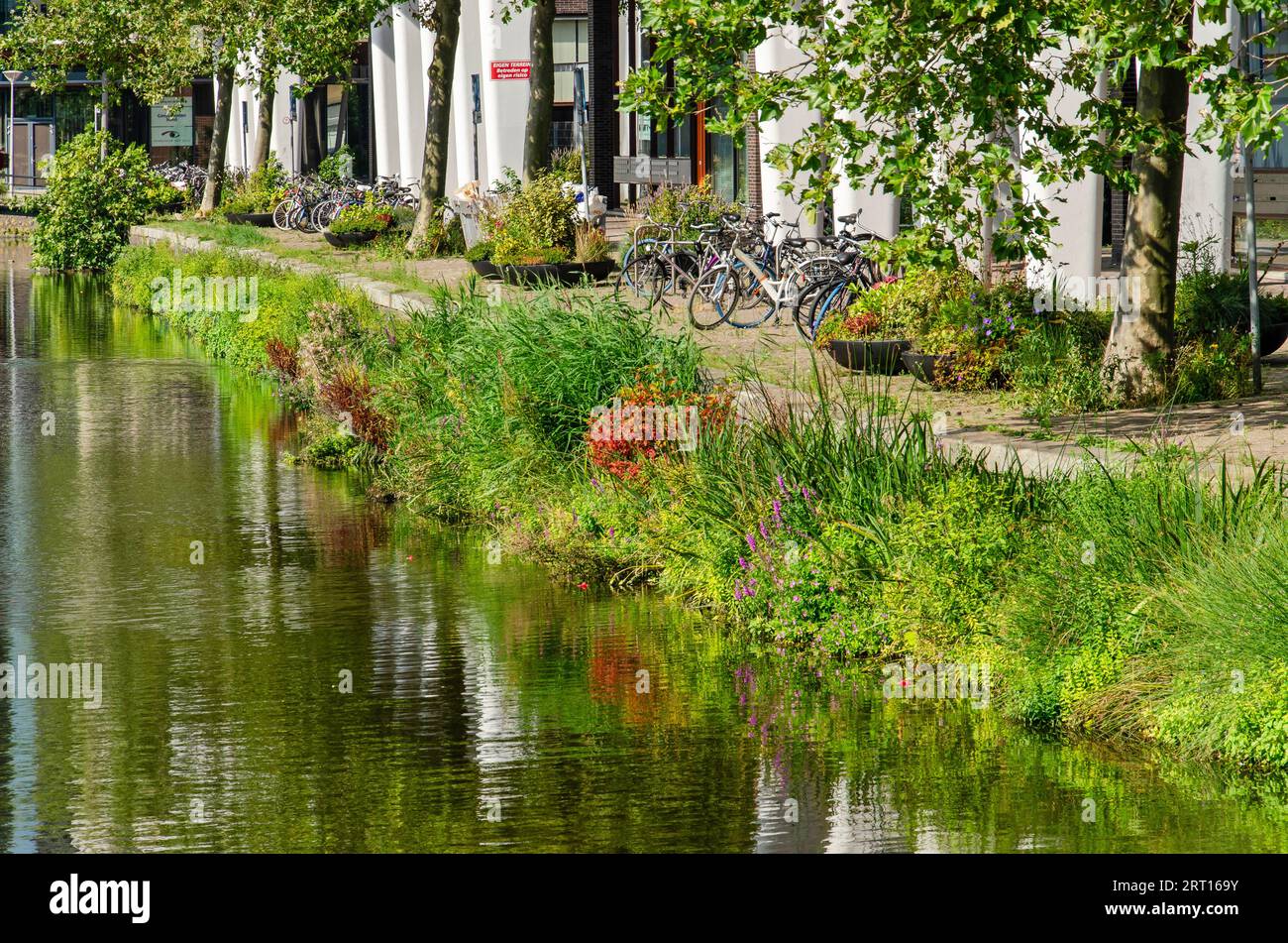 Den Haag, Niederlande, 3. September 2023: Das steinige Ufer eines Kanals, der im Spätsommer von wilder Vegetation bedeckt ist Stockfoto