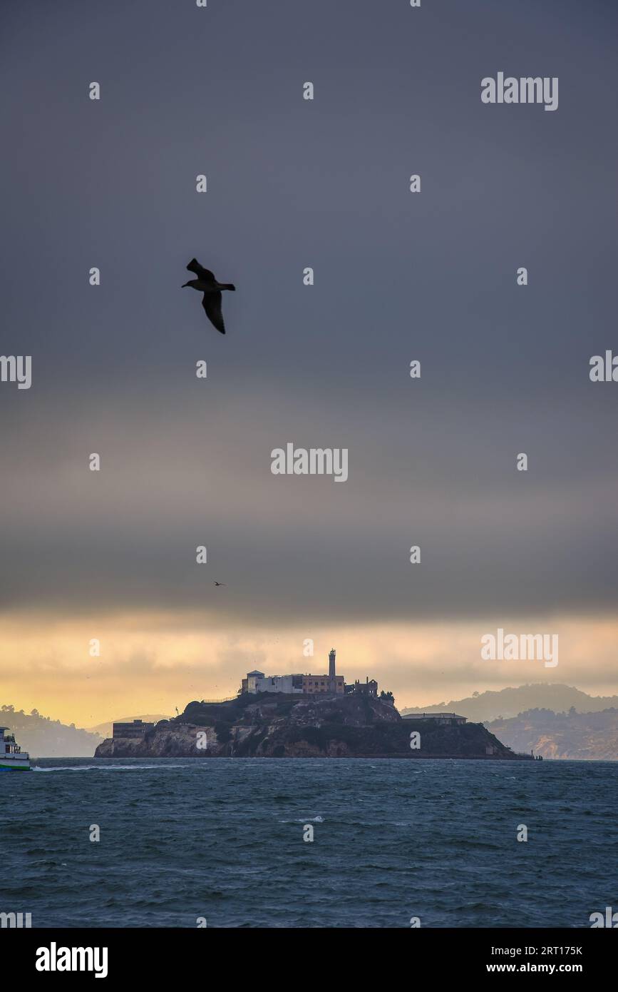 Eine Möwe, die auf Alcatraz Island in der Abenddämmerung in San Francisco, Kalifornien, fliegt Stockfoto