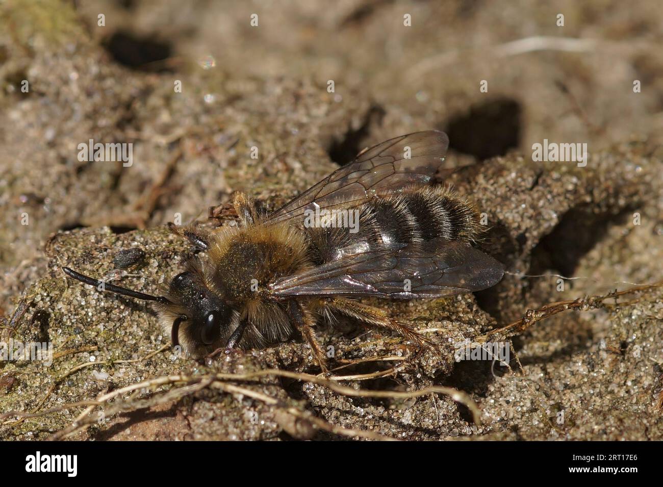 Natürliche Nahaufnahme einer männlichen Clarkes Bergbaubiene, Andrena Clarkella, die auf dem Boden sitzt Stockfoto