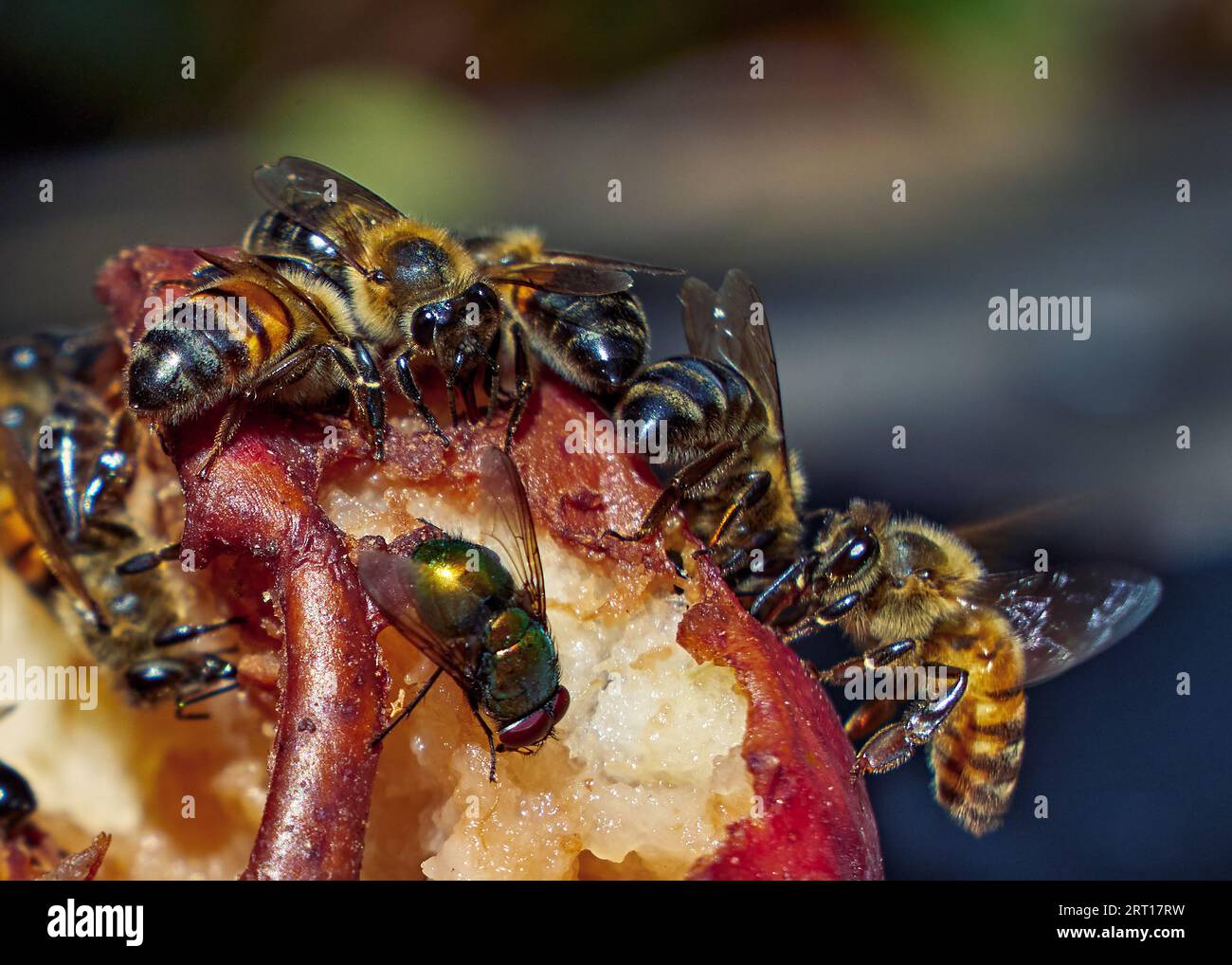Bienen und Fliegen fressen eine reife, verfaulte Birne. Nahaufnahme, Natur, verschwommener Hintergrund Stockfoto