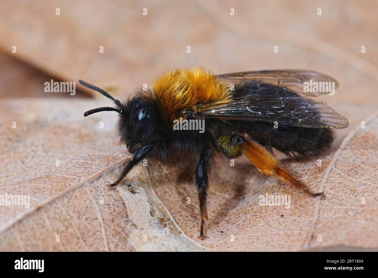 Natürliche Nahaufnahme einer Clarke-Bergbaubiene, Andrena clarkella, die auf Holz sitzt Stockfoto