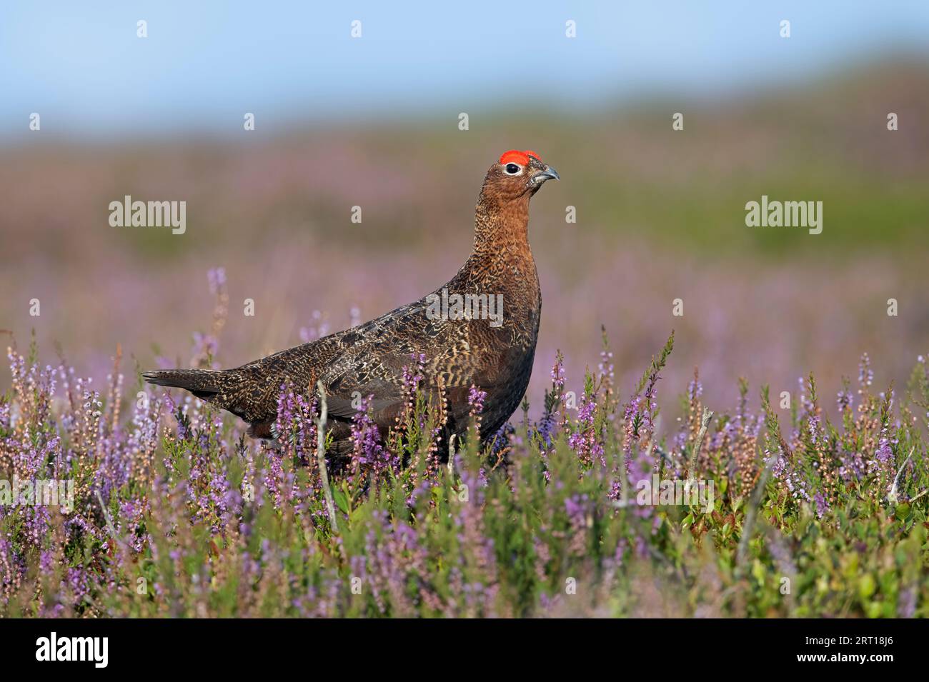 Rote Grouse (Lagopus lagopus scotica) im blühenden Heidemoor der Yorkshire Dales Stockfoto
