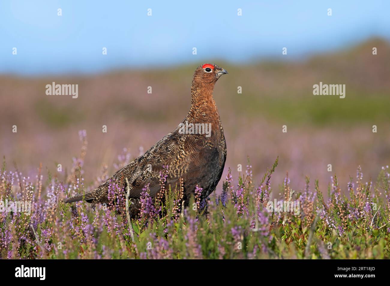 Rote Grouse (Lagopus lagopus scotica) im blühenden Heidemoor der Yorkshire Dales Stockfoto