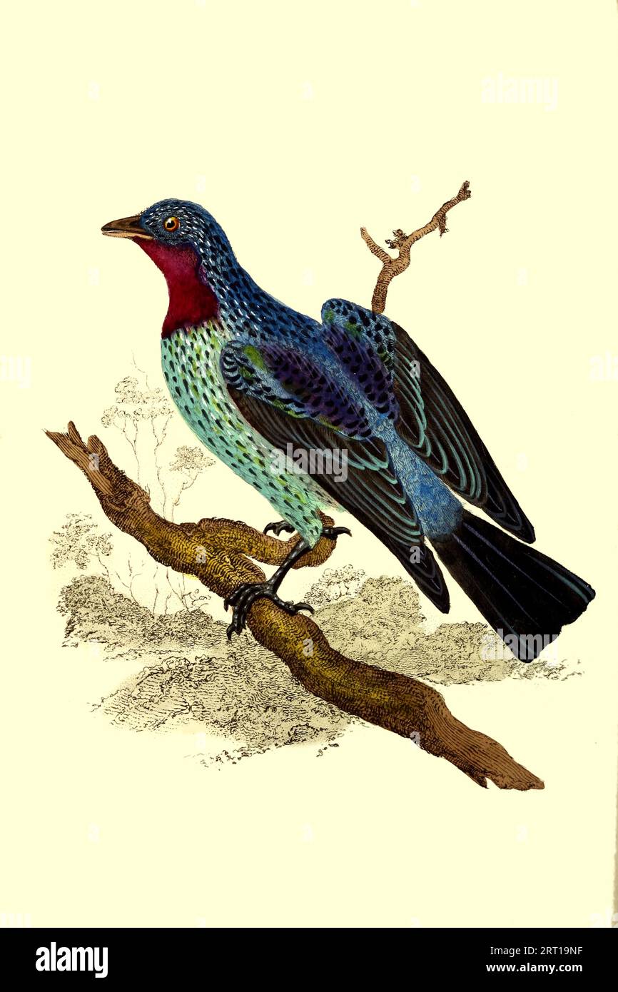 Die Spangled cotinga (Cotinga cayana) [ hier als Cayana, Ampelis, Purple-Throated Chatterer ] ist eine Vogelart aus der Familie der Cotingidae, der Cotingas. Sie befindet sich im Vordach des Amazonas-Regenwaldes in der südamerikanischen Farbtafel aus dem Repository des Naturforschers. oder Monthly Miscellany of Exotic Natural History von Donovan, E. (Edward), 1768-1837 Band 1 1823 bestehend aus elegant farbigen Platten mit entsprechenden wissenschaftlichen und allgemeinen Anweisungen der seltsamsten, seltensten und schönsten Naturproduktionen, die kürzlich in verschiedenen Teilen der Welt entdeckt wurden Stockfoto