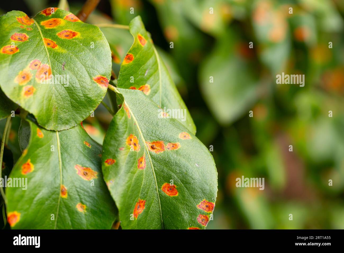 Gymnosporangium sabinae (Europäische Birnenrost) an Birnenblättern Stockfoto