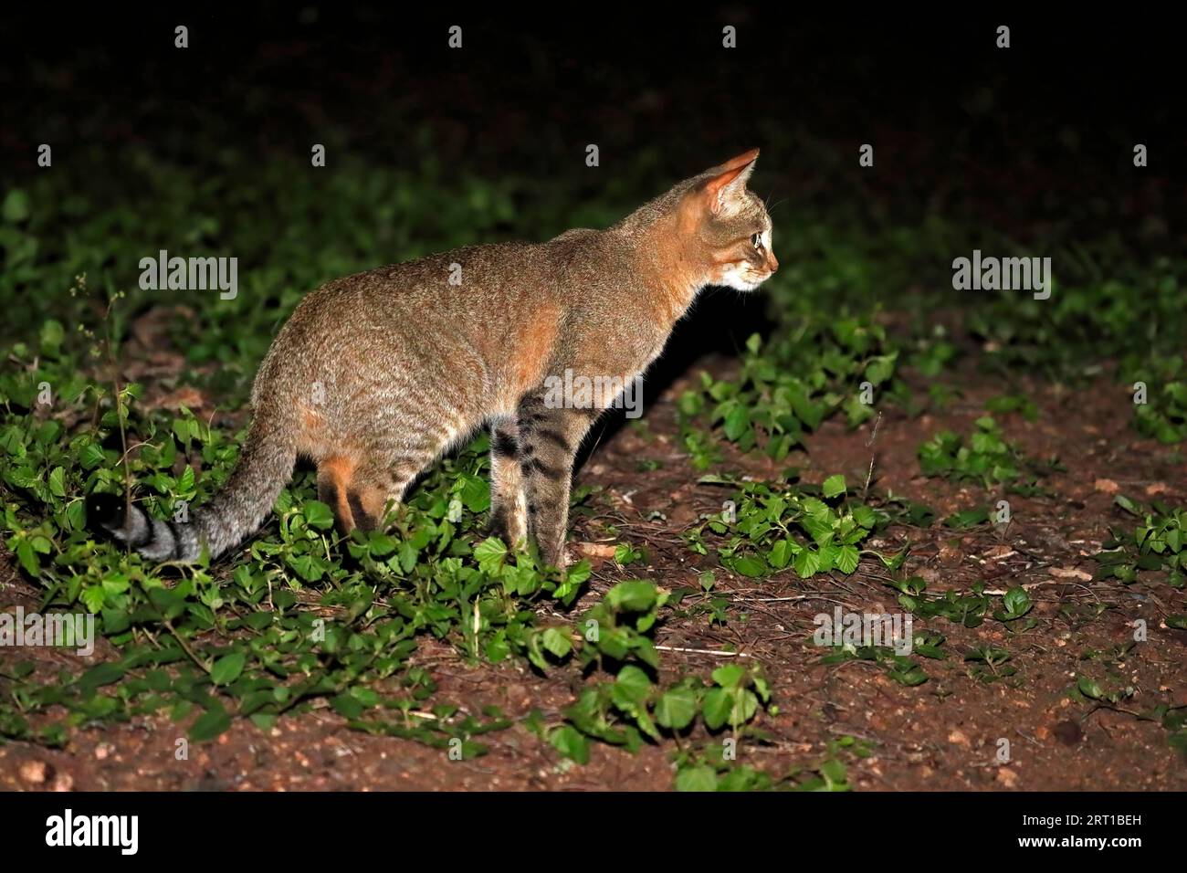 Südafrikanische Wildkatze (Felis lybica cafra), Erwachsene, Wachsen, Nacht, Nahrungssuche, Kruger-Nationalpark, Südafrika Stockfoto