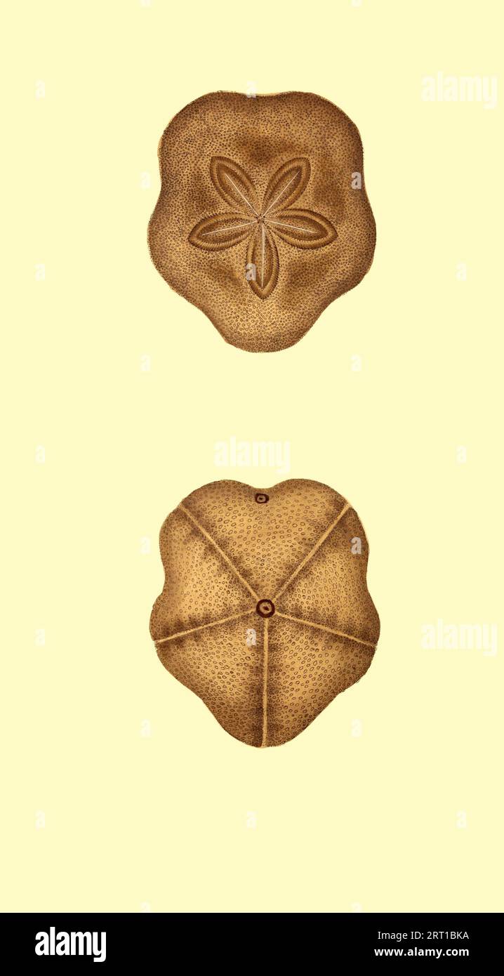 Echinus acutus auch Gracilechinus acutus hier als Echinus snbdepressus, subdeprimierter Echinus ist eine Art von Seeigel in der Familie der Echinidae, allgemein bekannt als der weiße Seeigel. Es ist ein Allesfresser und ernährt sich von Algen und kleinen Wirbellosen. Colored Plate from ' the Naturalist's Repository, or, Monthly Miscellany of Exotic Natural History by Donovan, E. (Edward), 1768-1837 Band 4 1826, bestehend aus elegant gefärbten Platten mit entsprechenden wissenschaftlichen und allgemeinen Anweisungen der seltsamsten, seltensten, und schöne Naturproduktionen, die kürzlich in verschiedenen Par entdeckt wurden Stockfoto