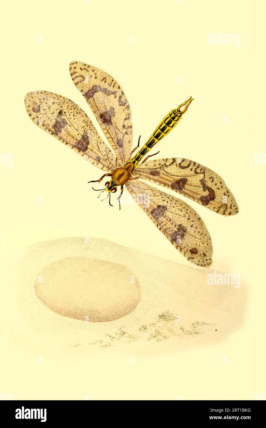 Palpares libelluloides ist eine Art von Antlion der Gattung Palpares, die zur Familie der Myrmeleontidae gehört. Sie kommt in ganz Südeuropa vor. Hier als Libelluloides Myrmeleon, Cape Myrmelecn oder Lion-Ant Colored Plate aus dem Repositorium des Naturforschers oder Monthly Miscellany of Exotic Natural History von Donovan, E. (Edward), 1768-1837 Band 4 1826 bestehend aus elegant farbigen Platten mit entsprechenden wissenschaftlichen und allgemeinen Richtungen der seltsamsten, seltensten, und schöne Naturproduktionen, die kürzlich in verschiedenen Teilen der Welt entdeckt wurden die neuesten Verbesserungen i Stockfoto