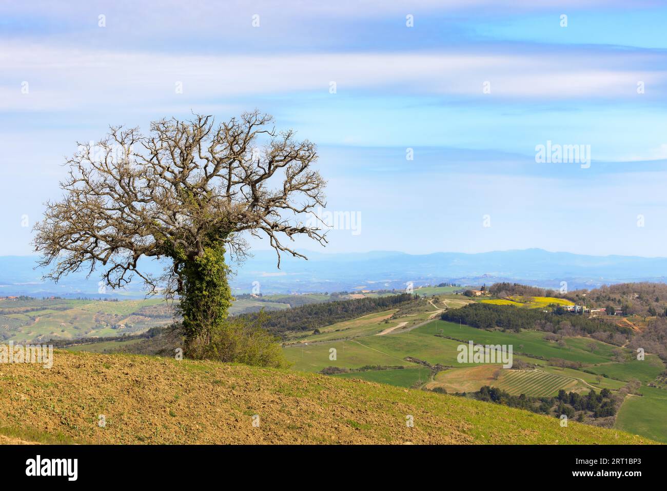 Bizarr geformter Baum auf einem Hügel am Rande des Val d Orcia in der Toskana, Italien Stockfoto