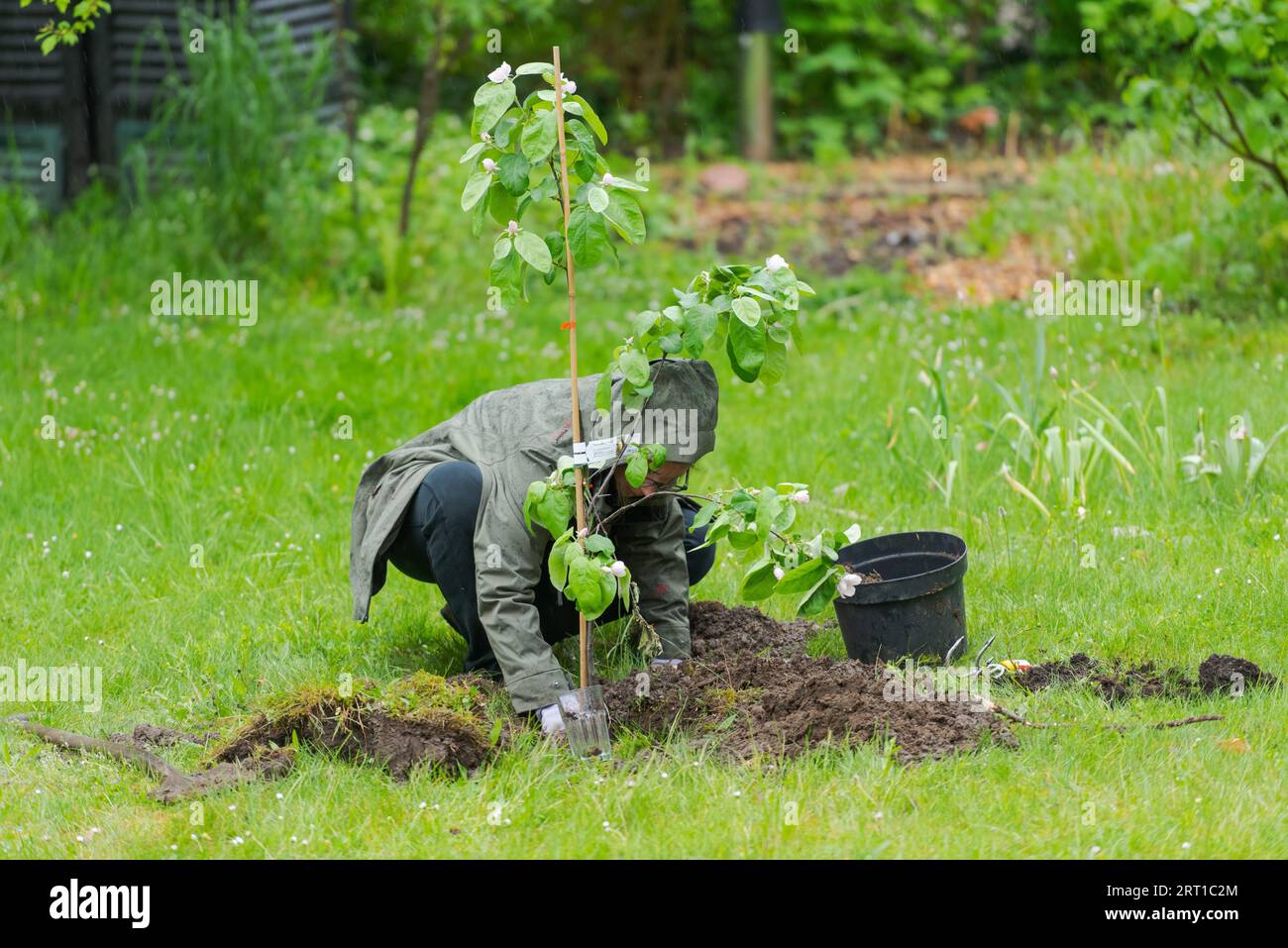 Eine Person im Garten, die während des Regens einen kleinen Quitten-Baum inmitten des Rasens pflanzt Stockfoto