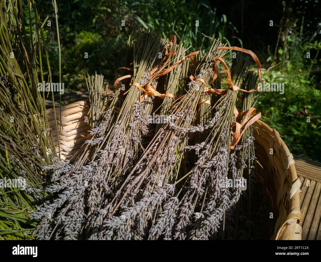 Bündel von Lavendelblütenstämmen, die im Korbkoffer im Garten in der Sonne liegen Stockfoto