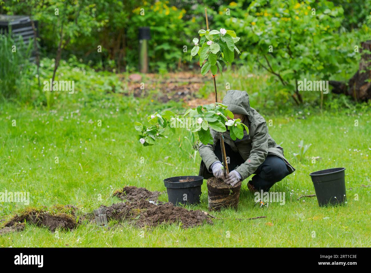 Eine Person im Garten, die während des Regens einen kleinen Quitten-Baum inmitten des Rasens pflanzt Stockfoto