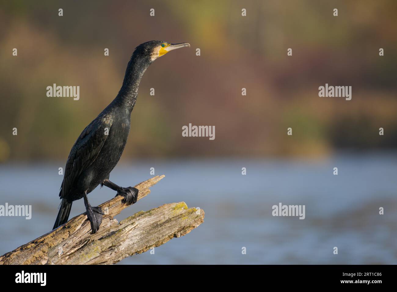 Ein kormoranter Vogel (Phalacrocorax carbo), der am sonnigen Tag auf dem Stamm eines toten Baumes mit glänzendem schwarzen Gefieder im Backwater-Bereich steht und die Kamera betrachtet Stockfoto