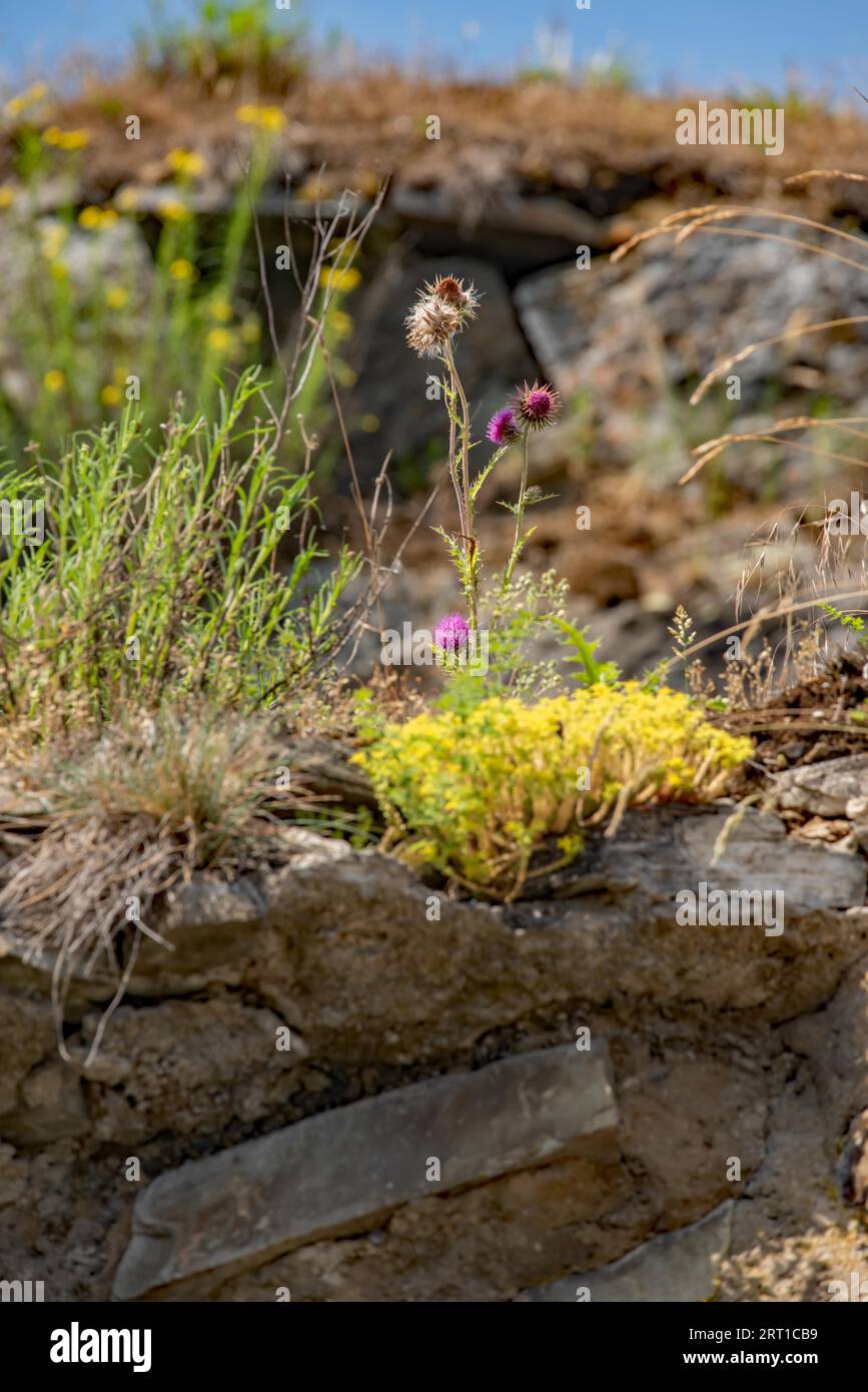 Wilde Pflanzen wachsen im Schiefergestein Stockfoto