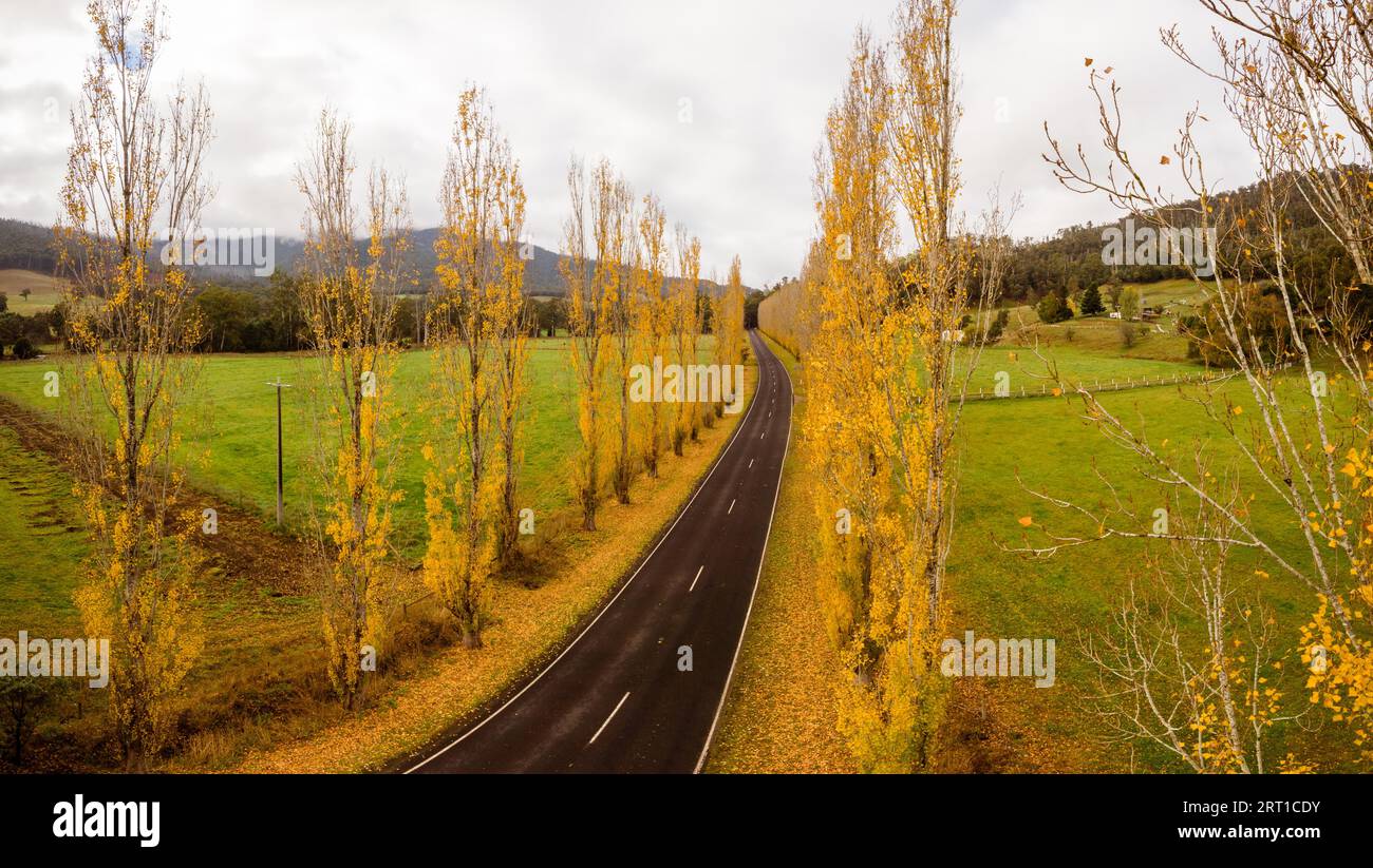 Der legendäre Gould Memorial Drive in herbstlichen Farben auf der Buxton-Marysville Rd in der Nähe der ländlichen Stadt Marysville in Victoria, Australien Stockfoto