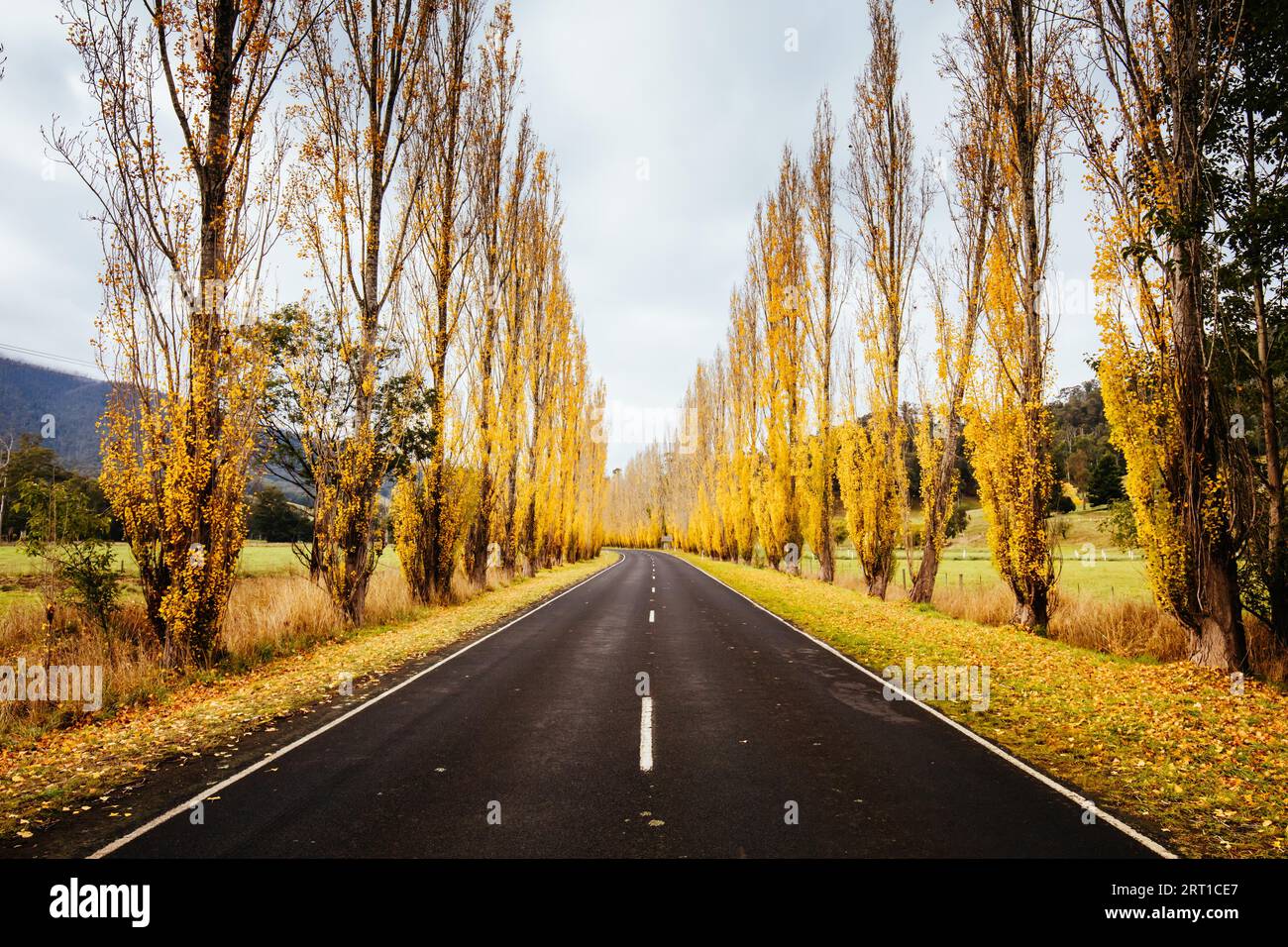 Der legendäre Gould Memorial Drive in herbstlichen Farben auf der Buxton-Marysville Rd in der Nähe der ländlichen Stadt Marysville in Victoria, Australien Stockfoto