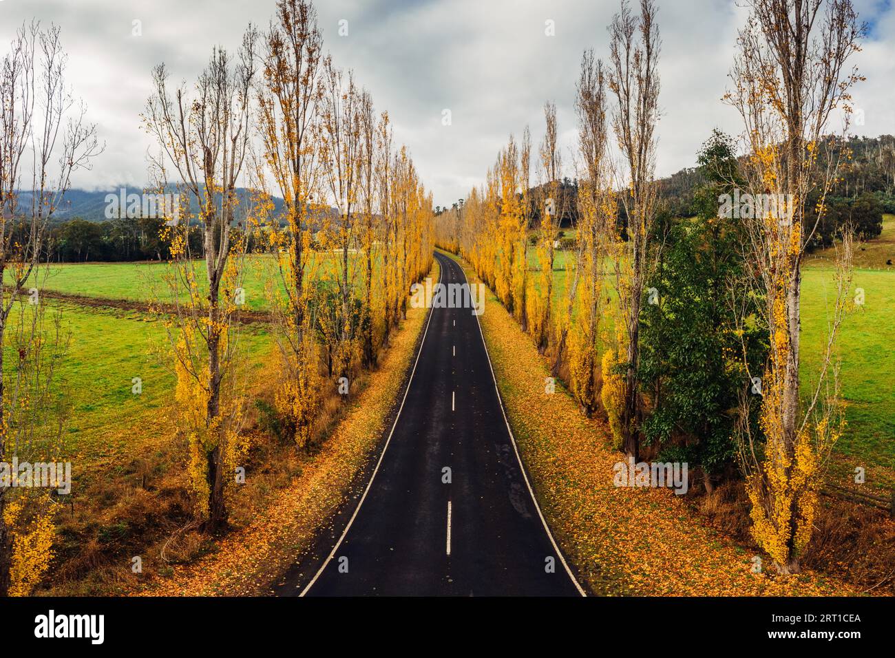 Der legendäre Gould Memorial Drive in herbstlichen Farben auf der Buxton-Marysville Rd in der Nähe der ländlichen Stadt Marysville in Victoria, Australien Stockfoto