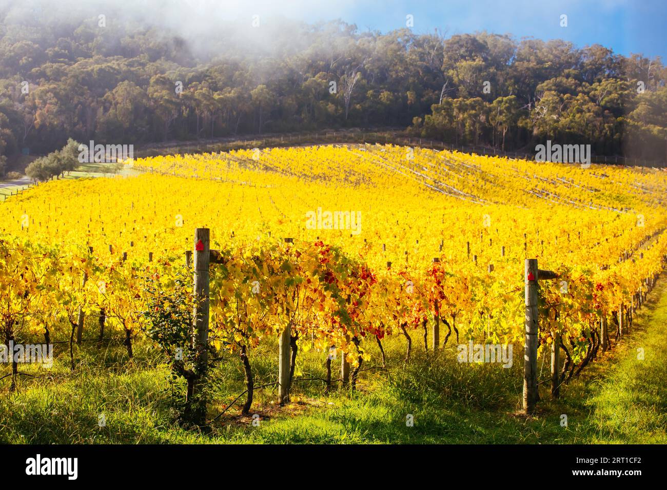 Im Yarra Valley in der Nähe von Yarra Glen, Victoria, Australien, steigt die Sonne durch Nebel über den herbstlichen Weinreben auf Stockfoto