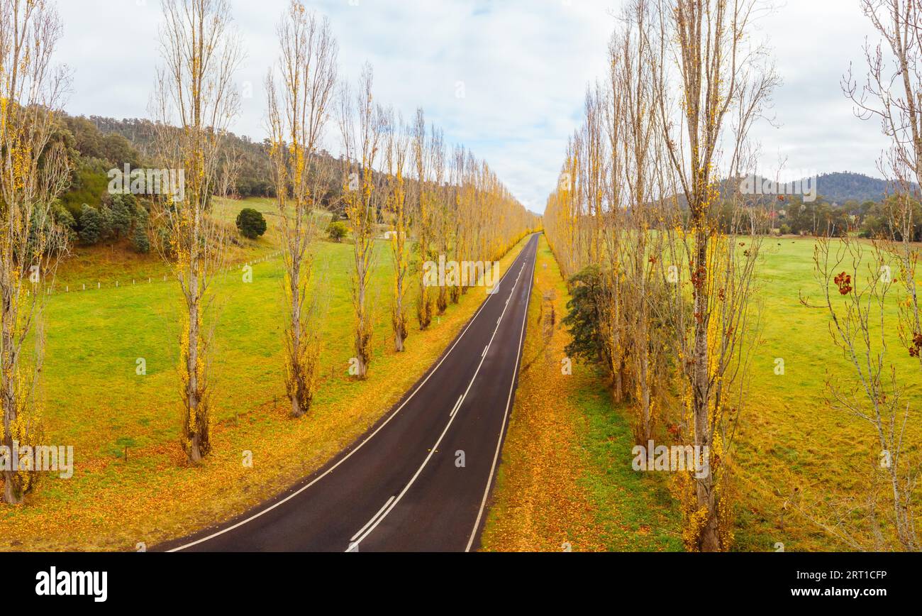 Der legendäre Gould Memorial Drive in herbstlichen Farben auf der Buxton-Marysville Rd in der Nähe der ländlichen Stadt Marysville in Victoria, Australien Stockfoto