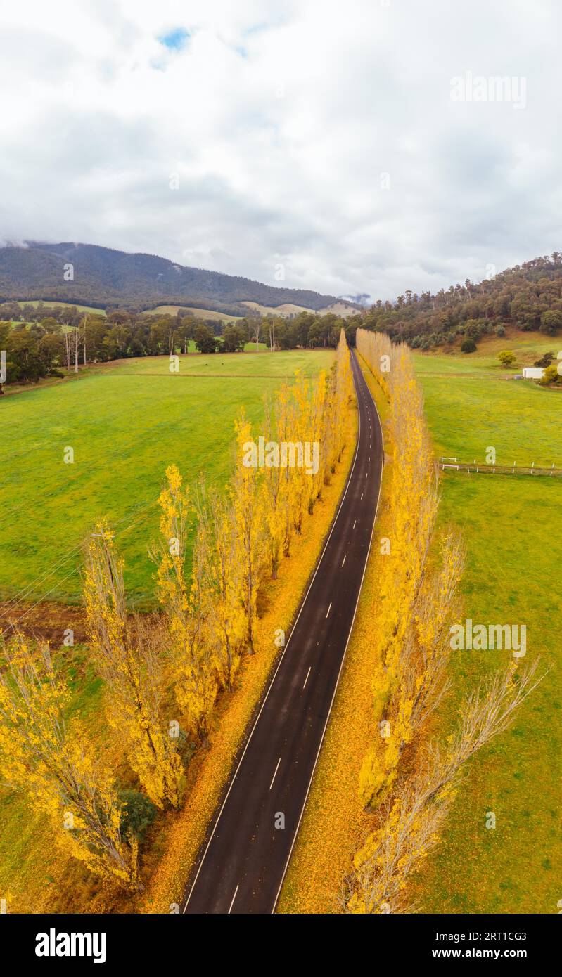 Der legendäre Gould Memorial Drive in herbstlichen Farben auf der Buxton-Marysville Rd in der Nähe der ländlichen Stadt Marysville in Victoria, Australien Stockfoto