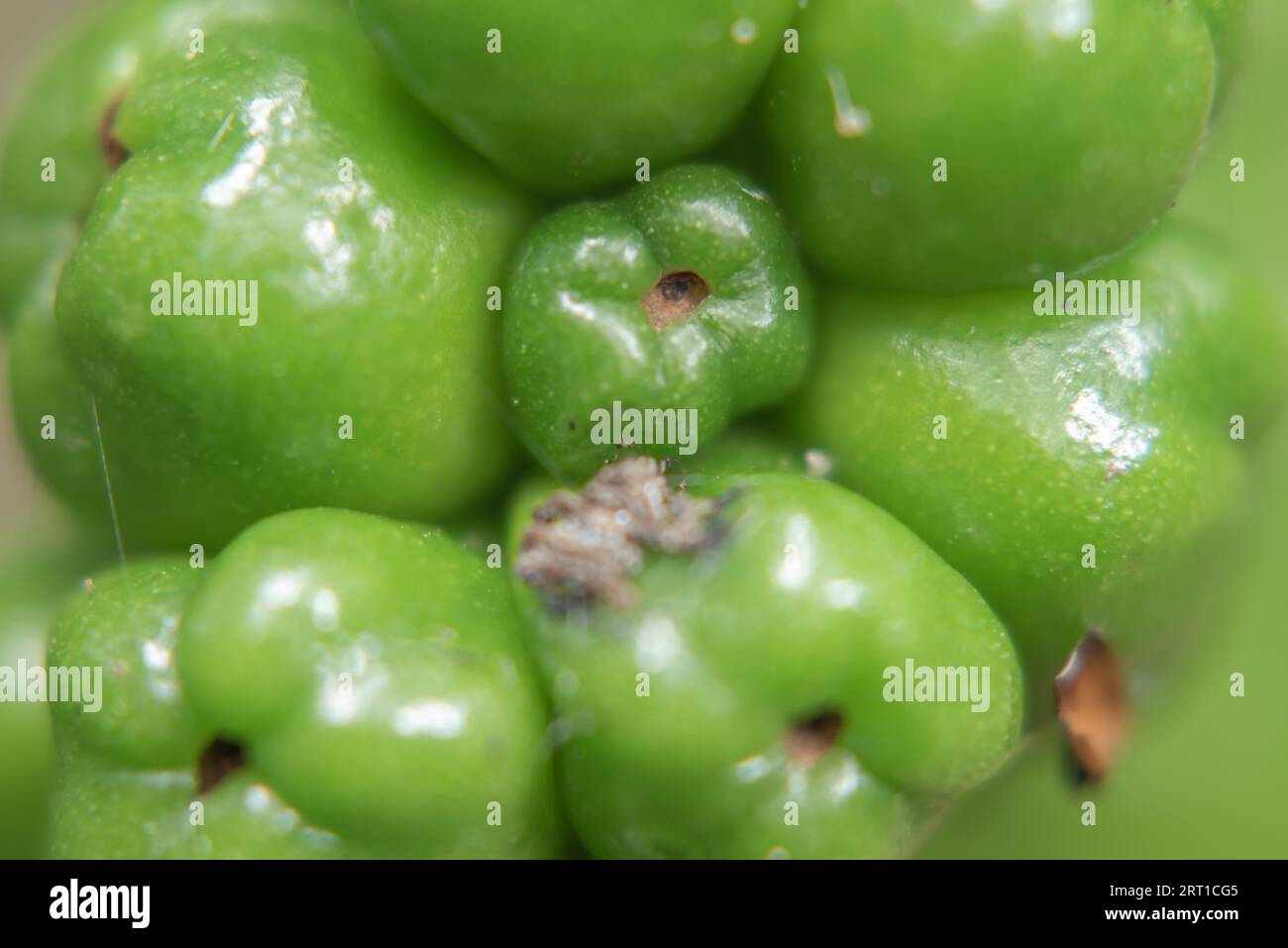 Grün verblasster gepunkteter Arum Stockfoto