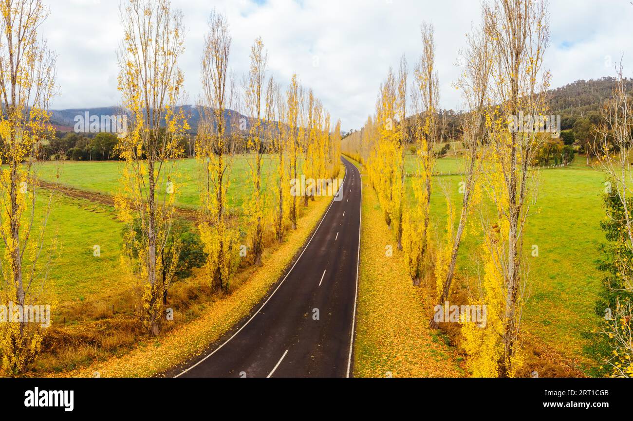 Der legendäre Gould Memorial Drive in herbstlichen Farben auf der Buxton-Marysville Rd in der Nähe der ländlichen Stadt Marysville in Victoria, Australien Stockfoto