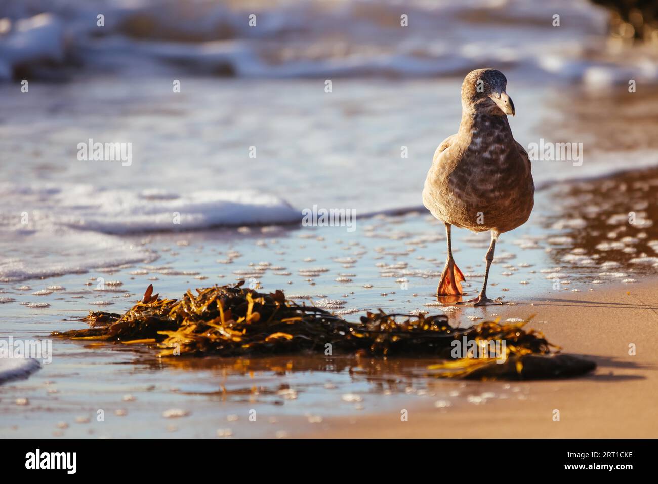 Eine junge Pazifische Möwe pickt und isst einen toten Fisch an einem Strand bei Sonnenaufgang in Sorrento, Victotria, Australien Stockfoto