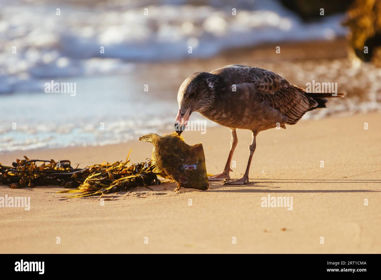 Eine junge Pazifische Möwe pickt und isst einen toten Fisch an einem Strand bei Sonnenaufgang in Sorrento, Victotria, Australien Stockfoto