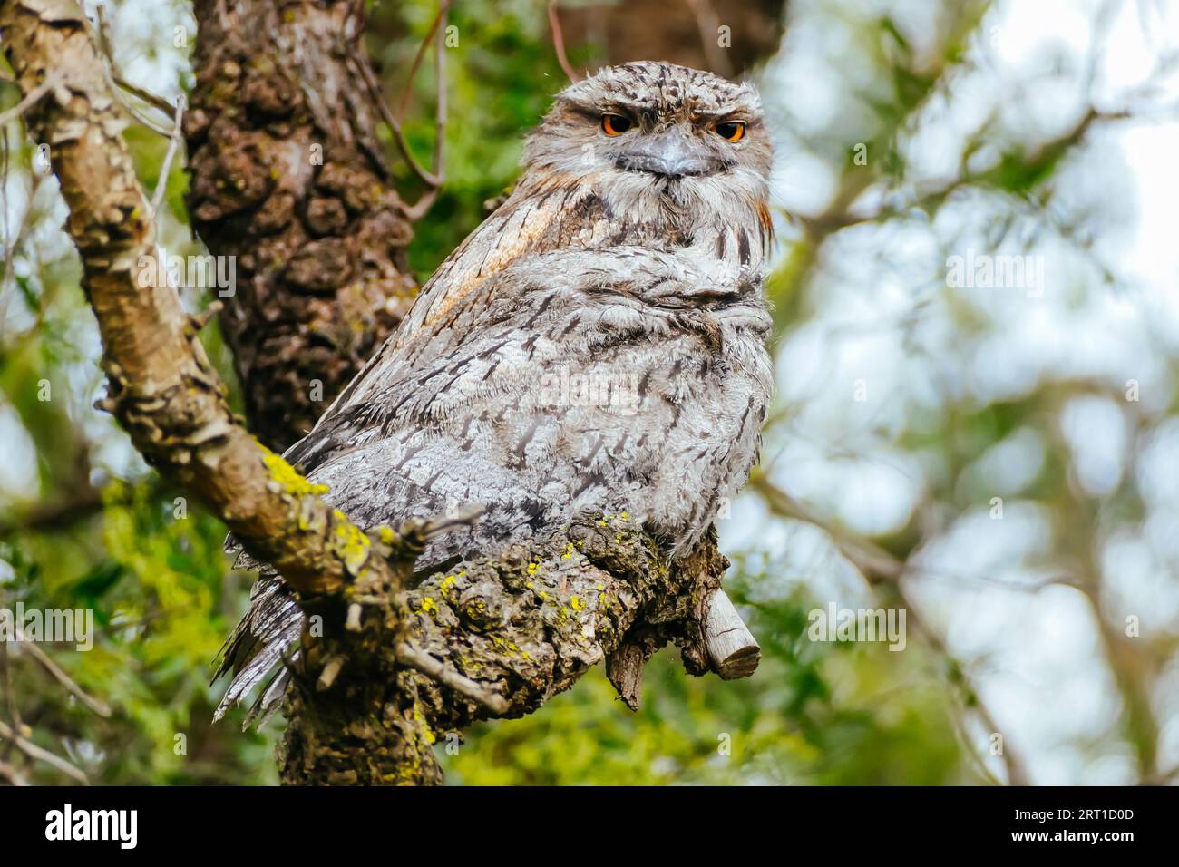 Der australische Vogel Tawny Frogmouth sitzt mit seinem jungen Vogel hoch in den Bäumen in der Stadt Melbourne in Victoria, Australien Stockfoto