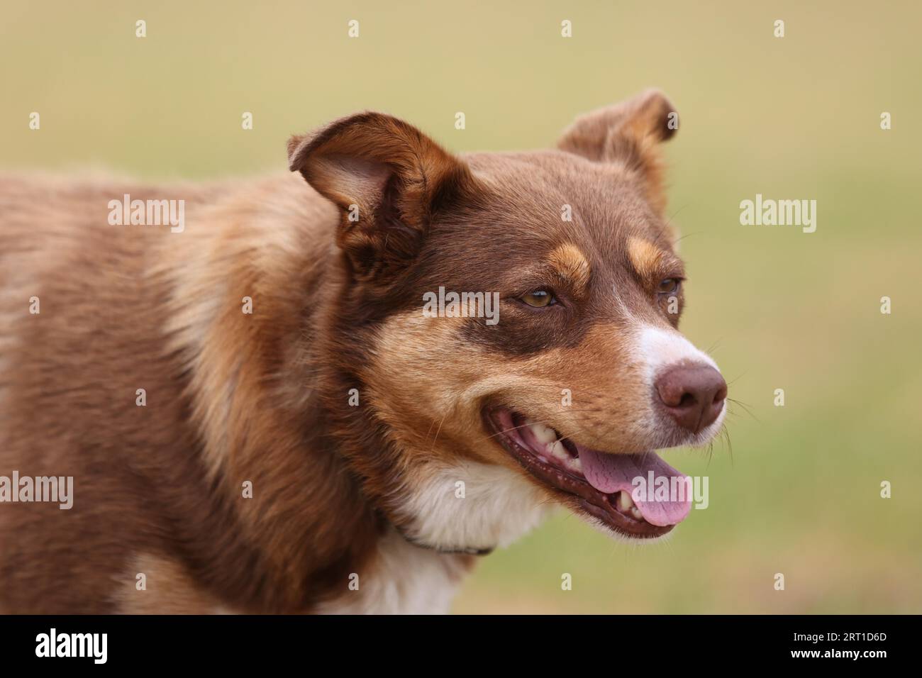 Ein wunderschöner, verspielter australischer Kelpie spielt in Australien mit einem Stock Stockfoto