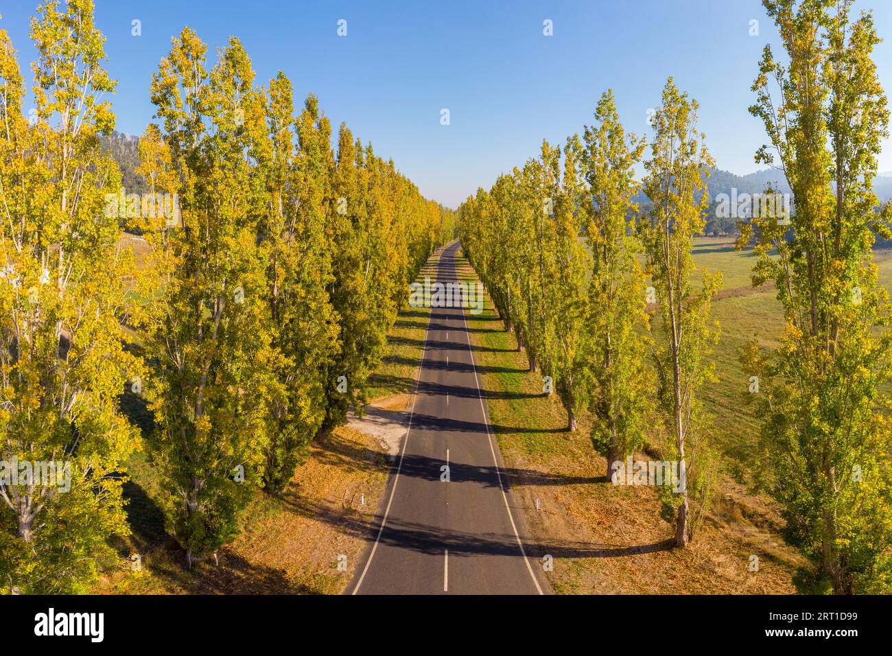 Der legendäre Gould Memorial Drive in herbstlichen Farben auf der Buxton-Marysville Rd in der Nähe der ländlichen Stadt Marysville in Victoria, Australien Stockfoto