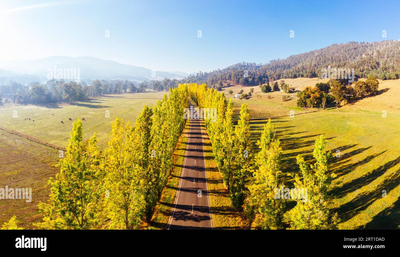 Der legendäre Gould Memorial Drive in herbstlichen Farben auf der Buxton-Marysville Rd in der Nähe der ländlichen Stadt Marysville in Victoria, Australien Stockfoto