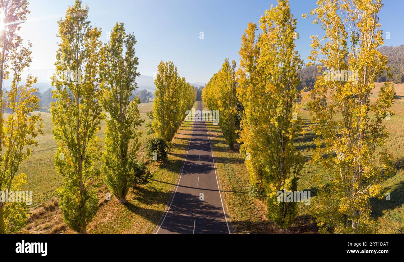 Der legendäre Gould Memorial Drive in herbstlichen Farben auf der Buxton-Marysville Rd in der Nähe der ländlichen Stadt Marysville in Victoria, Australien Stockfoto
