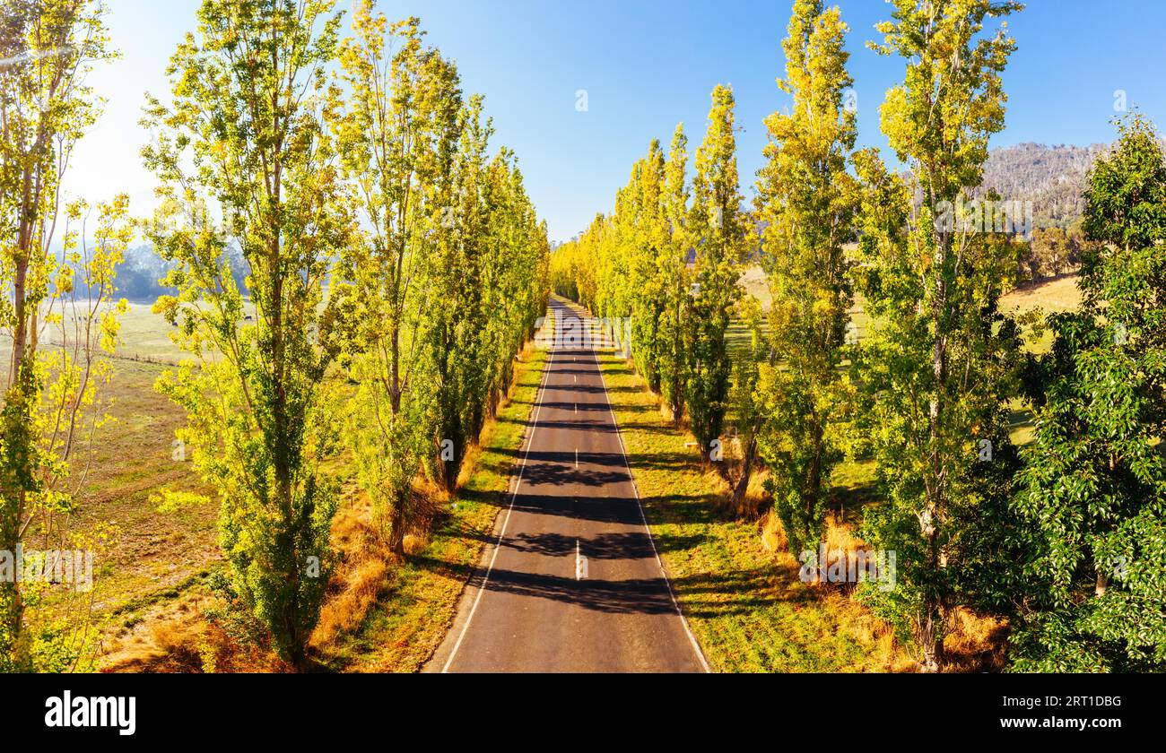 Der legendäre Gould Memorial Drive in herbstlichen Farben auf der Buxton-Marysville Rd in der Nähe der ländlichen Stadt Marysville in Victoria, Australien Stockfoto