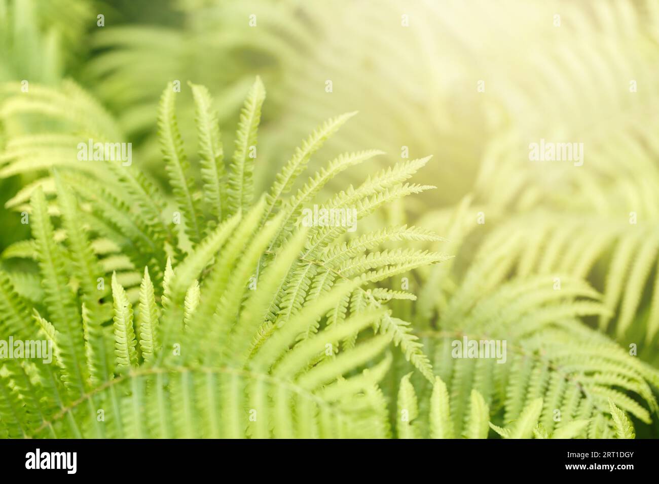 Grüner Farn im Wald. Selektiver Fokus für natürliches Licht. Unscharfer Hintergrund Stockfoto