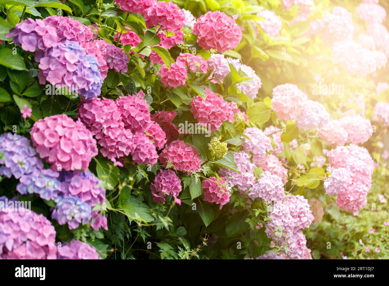 Busch blühender rosa Hortensien oder Hortensien blüht im Sommer. Natürlicher Hintergrund, selektiver Fokus Stockfoto