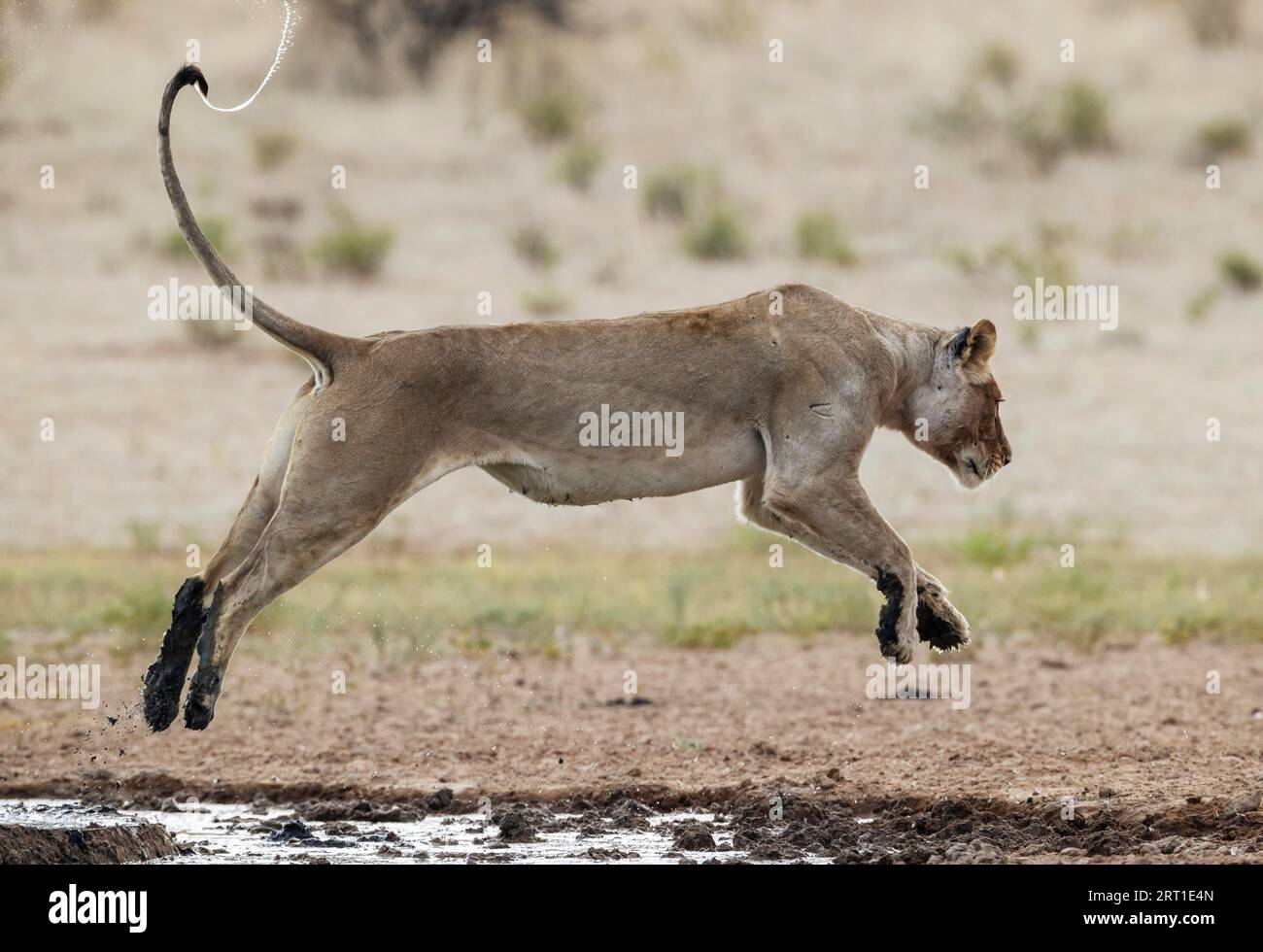Löwe (Panthera leo). Weiblich. Springen über den schlammigen Teil eines Wasserlochs. Kalahari Desert, Kgalagadi Transfrontier Park, Südafrika Stockfoto