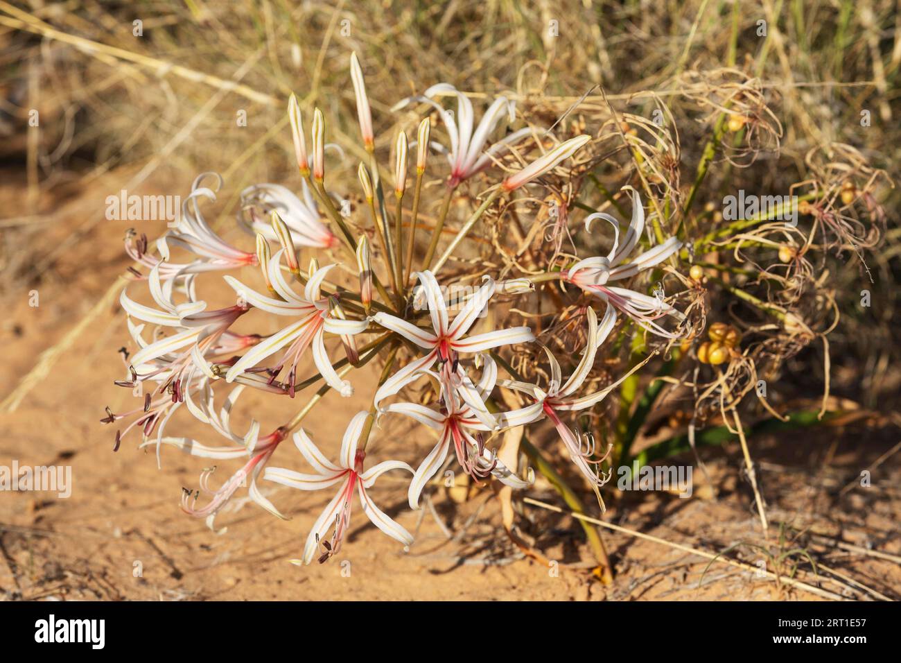 Nerine (Nerine laticoma) Blüht während der sommerlichen Regenzeit. Kalahari Desert, Kgalagadi Transfrontier Park, Südafrika Stockfoto