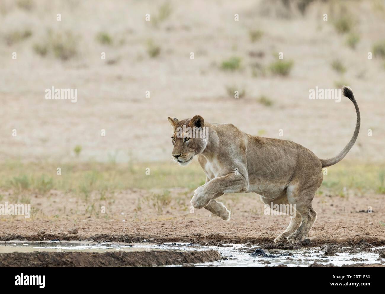 Löwe (Panthera leo). Weiblich. Springen über den schlammigen Teil eines Wasserlochs. Kalahari Desert, Kgalagadi Transfrontier Park, Südafrika Stockfoto