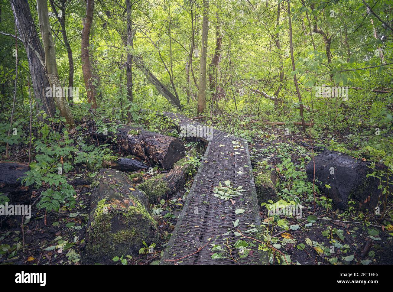 Holzsteg in Ivans Bro, Dänemark Stockfoto