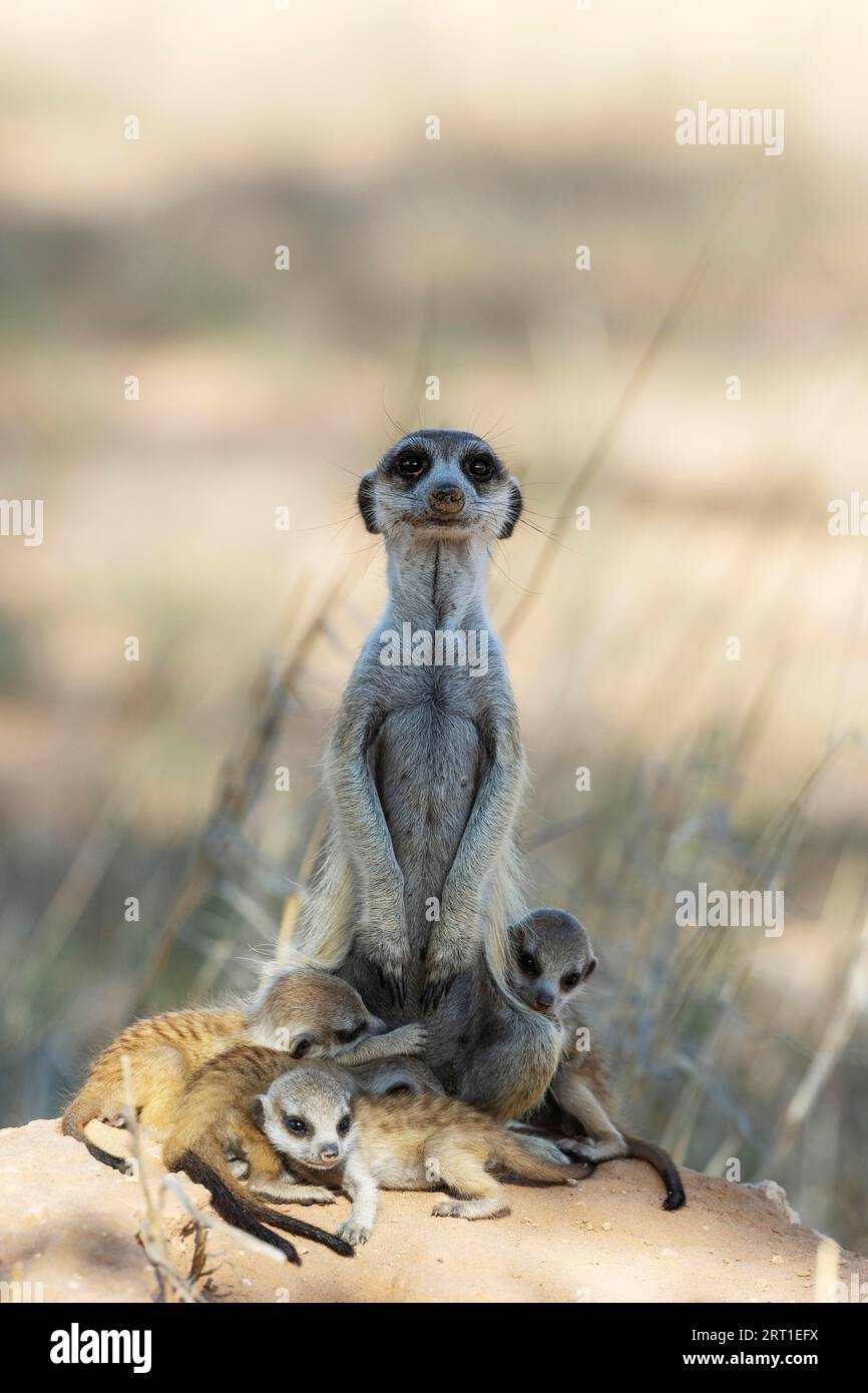 Suricat (Suricata suricatta) Auch Meerkat genannt. Weiblich mit vier Jungen in ihrer Höhle. Auf der Suche. Kalahari Wüste, Kgalagadi Transfrontier Stockfoto