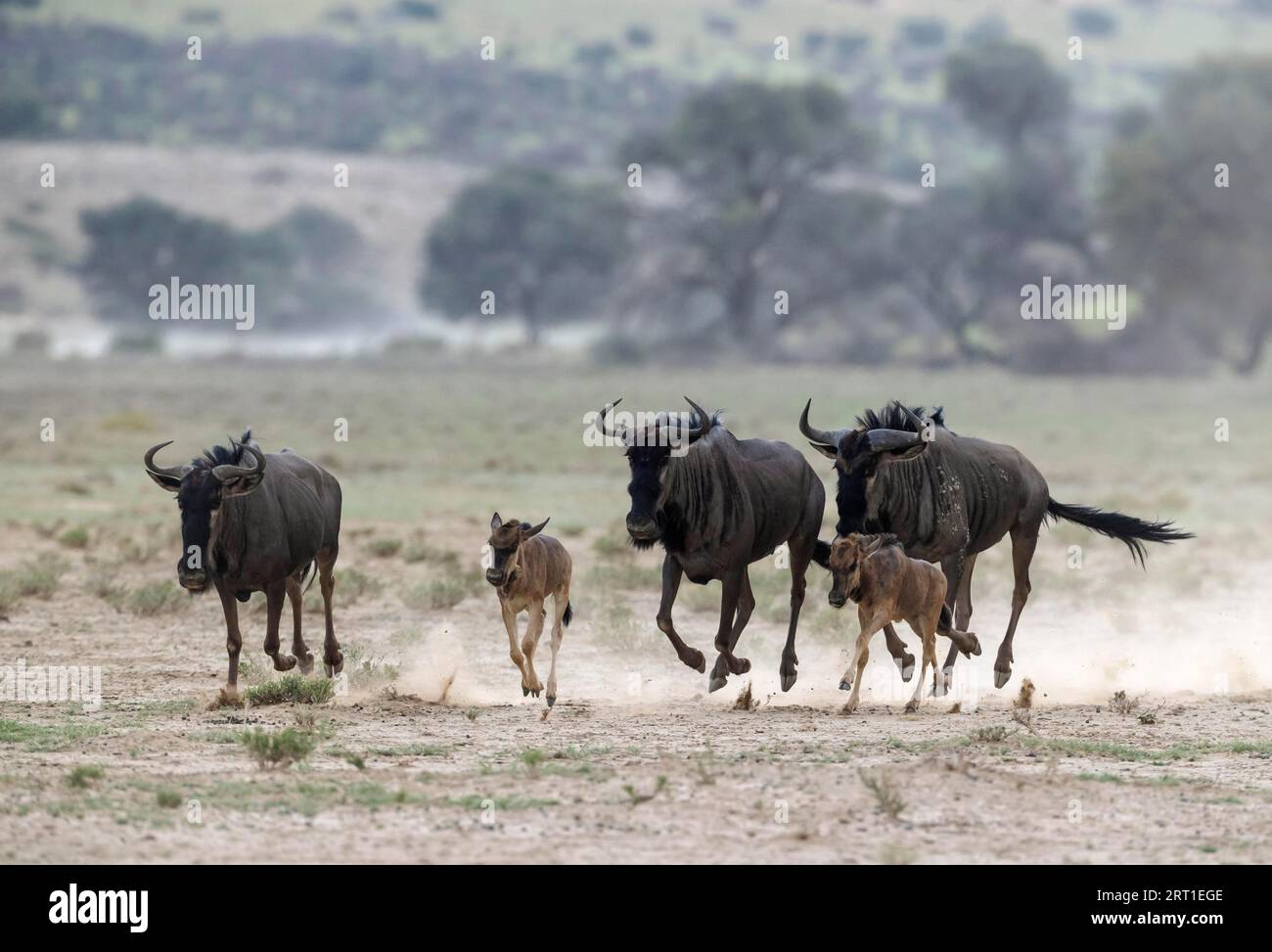 Blaues gnus (Connochaetes taurinus). Kleine Herde mit Kälbern, die auf ein Wasserloch zustürmen. Kalahari Desert, Kgalagadi Transfrontier Park, Süd Stockfoto
