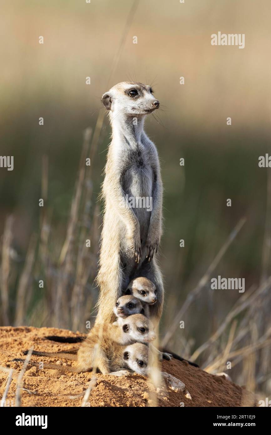 Suricat (Suricata suricatta) Auch Meerkat genannt. Weiblich mit vier Jungen in ihrer Höhle. Auf der Suche. Kalahari Wüste, Kgalagadi Transfrontier Stockfoto
