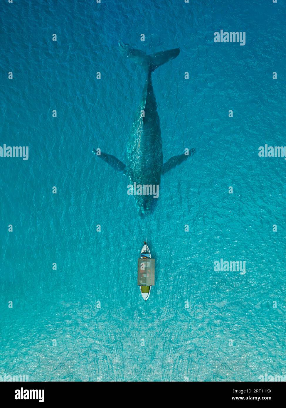 Angelboot mit Blick auf den großen Wal im klaren blauen Ozean Stockfoto