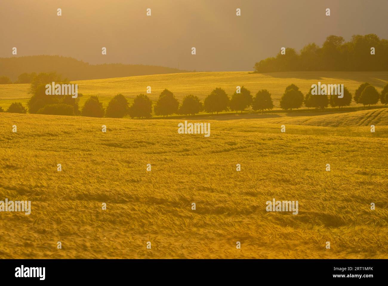 Maisfelder am Abend bei Oberhaeslich nahe dem Malter-Damm Stockfoto