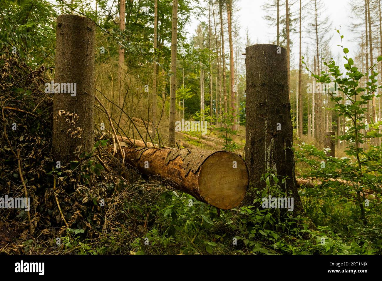 Tote Bäume im Hinterhermsdorfer Gebiet hat der Rindenkäfer-Befall 2021 weiter zugenommen Stockfoto