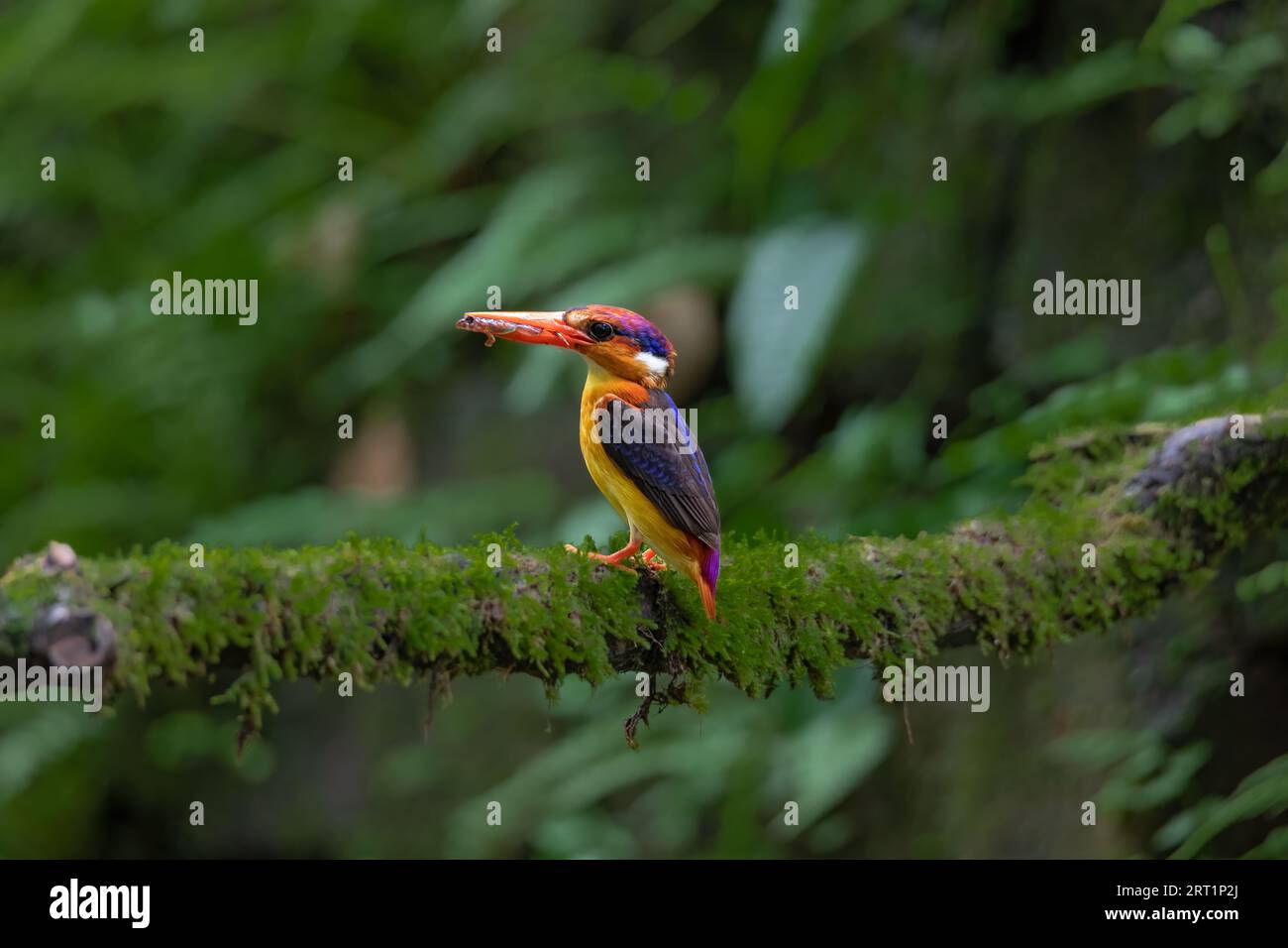 Orientalischer Zwergvogel oder Eisvogel mit schwarzem Rücken Stockfoto