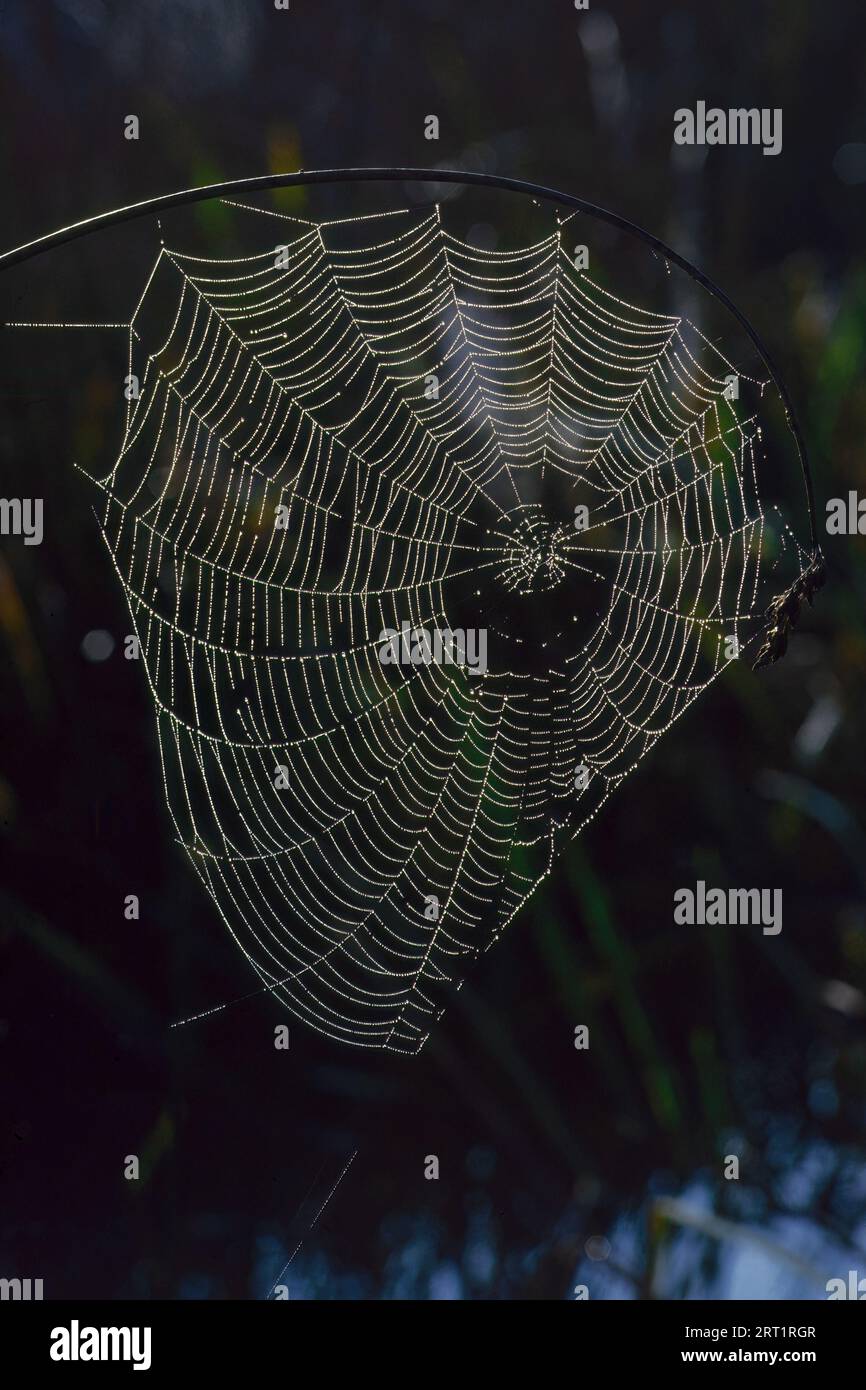 Spinnennetz mit Wassertropfen, Hintergrundbeleuchtung mit dunklem Hintergrund Stockfoto