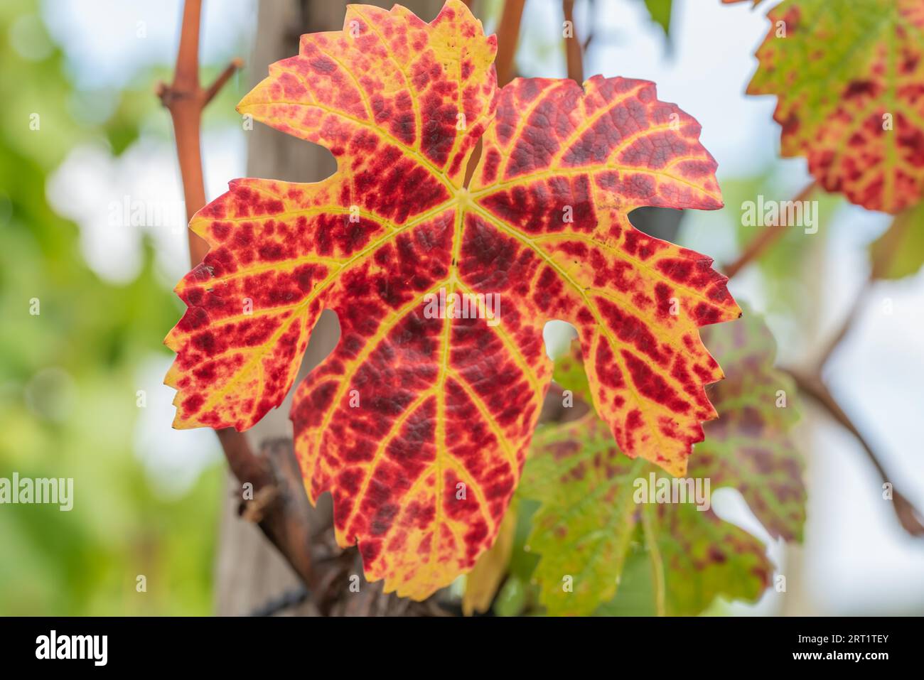 Verfärbung des Laubs im Herbst Stockfoto