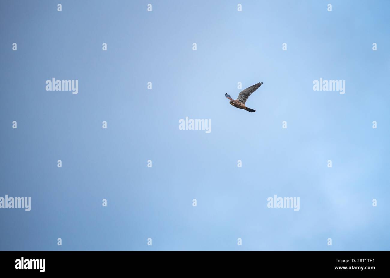 Kleiner Vogel Steht In Der Luft Vogel in der beute -Fotos und -Bildmaterial in hoher Auflösung – Alamy